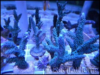 Acropora formosa Blue S