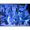 Acropora formosa Blue S