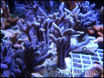 Montipora digitata polypes violet