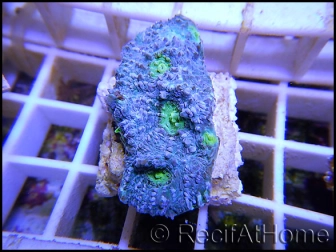 Acanthastrea Yeux verts