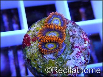 ZOA Blondies ULTRA au polype