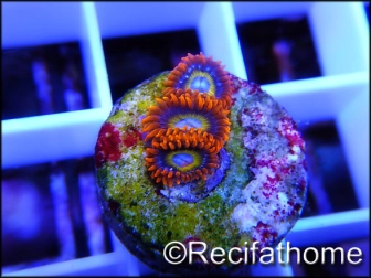 ZOA Blondies ULTRA au polype