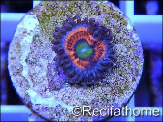 ZOA Everlasting Gobstoppers ULTRA au polype