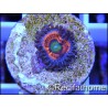 ZOA Everlasting Gobstoppers ULTRA au polype