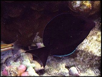 Acanthurus nigrofuscus