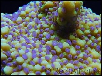 Montipora ULTRA RARE Jaune Polypes Violet