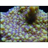 Montipora ULTRA RARE Jaune Polypes Violet