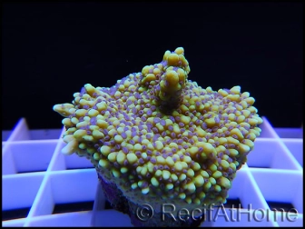 Montipora ULTRA RARE Jaune Polypes Violet