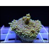 Montipora ULTRA RARE Jaune Polypes Violet