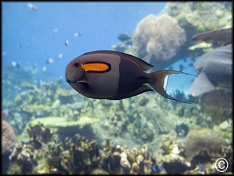 Acanthurus olivaceus