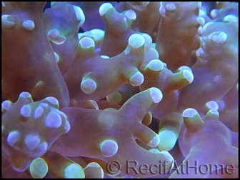 Euphyllia yaeyamaensis Bicolor s