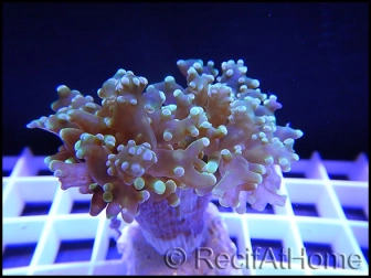 Euphyllia yaeyamaensis Bicolor s