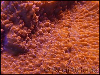 Montipora capricornis rouge S-M