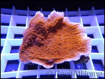 Montipora capricornis rouge S-M