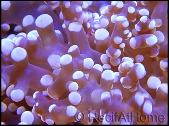 Euphyllia yaeyamaensis pointe blanche L