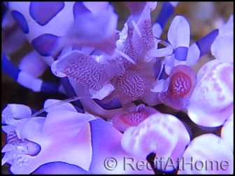 Hymenocera elegans(picta) TAILLE M Harlequin shrimp