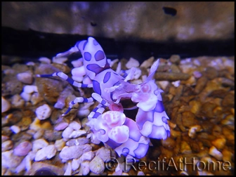 Hymenocera elegans(picta) TAILLE M Harlequin shrimp