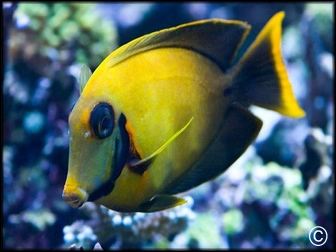 Acanthurus pyroferus