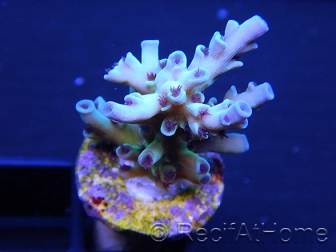 Acropora ultra coloré Taille S