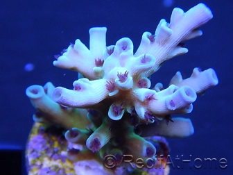 Acropora ultra coloré Taille S