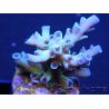 Acropora ultra coloré Taille S