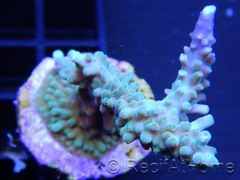 Acropora ultra coloré Taille S