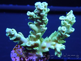 Acropora ultra coloré Taille S