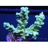 Acropora ultra coloré Taille S