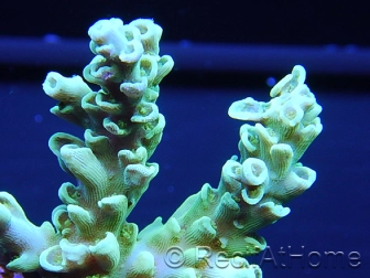 Acropora ultra coloré Taille S