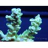 Acropora ultra coloré Taille S