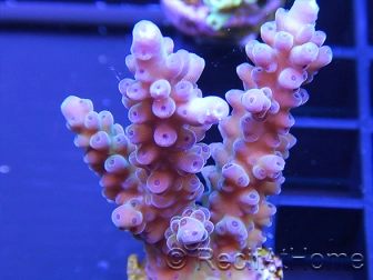 Acropora ultra coloré Taille S