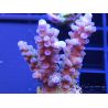 Acropora ultra coloré Taille S