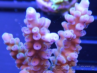 Acropora ultra coloré Taille S