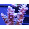 Acropora ultra coloré Taille S