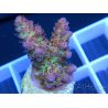 Acropora ultra pink limonade Taille S