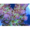 Acropora ultra pink limonade Taille S