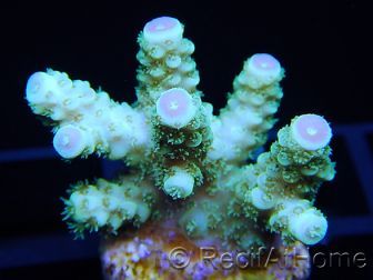 Acropora florida ultra vert pointes roses Taille S