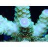 Acropora florida ultra vert pointes roses Taille S