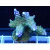 Acropora ultra purle tips Taille S