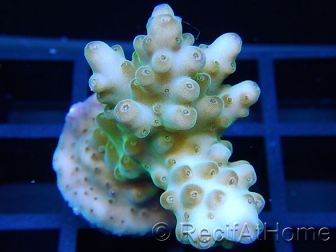 Acropora ultra granu Vert Taille S