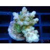 Acropora ultra granu Vert Taille S