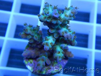 Acropora plana pointes violettes Taille S