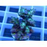 Acropora plana pointes violettes Taille S