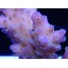 Acropora ultra rose polypes vert Taille S