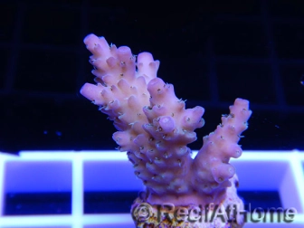 Acropora ultra rose polypes vert Taille S