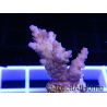 Acropora ultra rose polypes vert Taille S