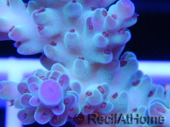 Acropora ultra bleu emeraude  Taille S