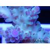 Acropora ultra bleu emeraude  Taille S