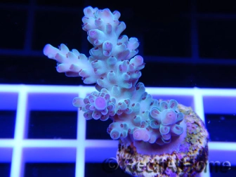 Acropora ultra bleu emeraude  Taille S