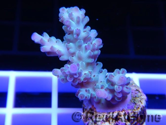 Acropora ultra bleu emeraude  Taille S